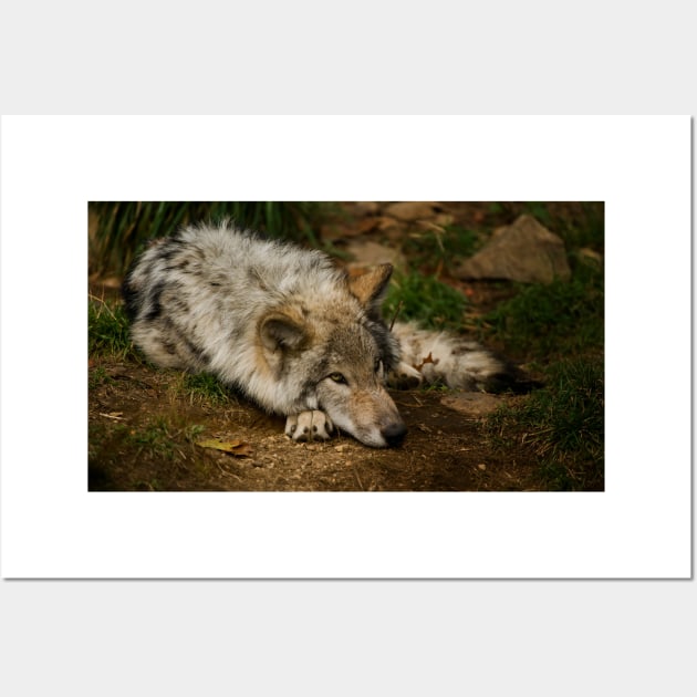 Timber Wolf Pup Wall Art by jaydee1400